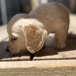 Cream girl - Cream Dachshund puppy in Pacific, Washington from Han&Jan Doxie’s