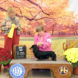 Dachshund All Grown Up from Kenmar Hounds