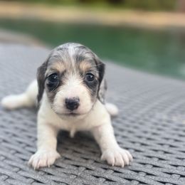 Marigold - Dapple female Dachshund puppy in Early, Texas from Ryan House Dachshunds