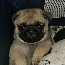 Marta - Fawn female Pug puppy in Saint Pauls, North Carolina from Copperfield’s Goldens