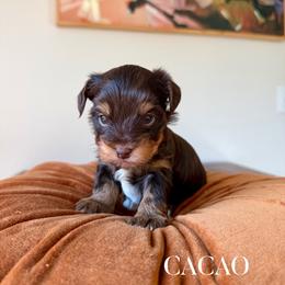 CACAO - Chocolate and tan male Yorkshire Terrier puppy in Smryna, Georgia from Owensons’ Kennel