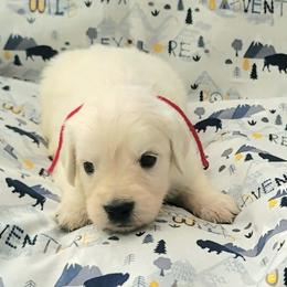 Mr. Red - Light golden male Golden Retriever puppy in Campton, Kentucky from ElkRidge Goldens