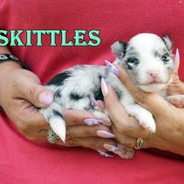 Skittles - Girl - Blue merle female Toy Shetland Sheepdog puppy in Frazeysburg, Ohio from Mountain High Kennels