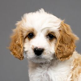 Cavapoos and Goldendoodles from Angel Pups Deluxe