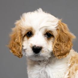 Cavapoos and Goldendoodles from Angel Pups Deluxe