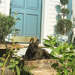 French Bulldog All Grown Up from Vixbull French Bulldogs