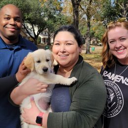 Golden Retriever Puppies from Sims Golden Retrievers