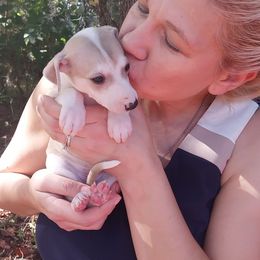 Miranda - White and fawn female Whippet puppy in New Port Richey, Florida from Trezlar Whippets