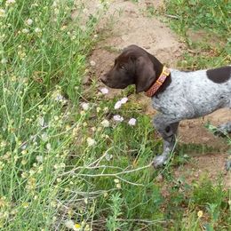 German Shorthaired Pointer Puppies from Stone Face Kennels