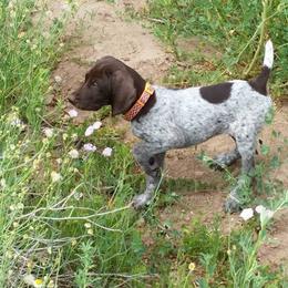 German Shorthaired Pointer Puppies from Stone Face Kennels