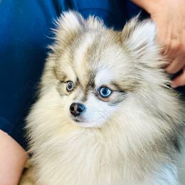 Jasper - Pomsky