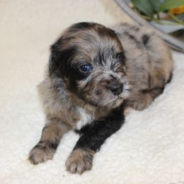 Meadow - Blue merle female Aussiedoodle puppy in Stokesdale, North Carolina from His and Hers Poodles and Doodles