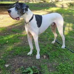 Frank - Mantle merle male Great Dane puppy in Gig Harbor, Washington from Lakaya Danes