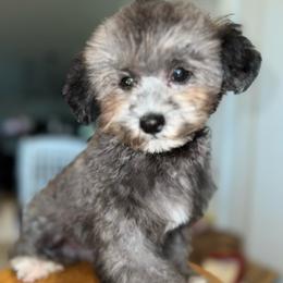 IchiRow - Silver male Maltipoo puppy in Hilo, Hawaii from Premium Teacup Puppy of Hawaii