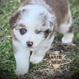 Peppermint - Red merle male Miniature Australian Shepherd puppy in El Dorado Springs, Missouri from HP Aussie Kennels