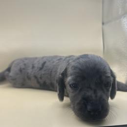 Crush - Dapple male Dachshund puppy in Waycross, Georgia from Southern Paws