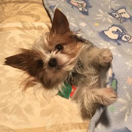 Tate - Yorkshire Terrier