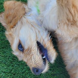 Goldendoodles from Sweet and Savory Goldendoodles