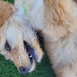 Goldendoodles from Sweet and Savory Goldendoodles