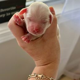 Cockapoo and Cocker Spaniel Puppies from Rome & Reign Farm