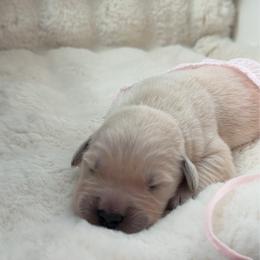 Golden Retriever puppies from UnrivaledGoldens