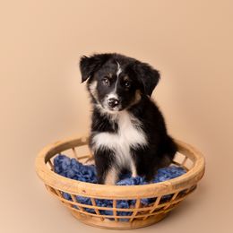 Australian Shepherd Puppies from Morton’s Farm