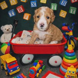 Apollo - Red  male Goldendoodle puppy in Boise, Idaho from Goldendoodle Baby