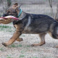 Omara - Sable German Shepherd puppy in Linwood, North Carolina from Johnson K9s