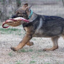 Omara - Sable German Shepherd puppy in Linwood, North Carolina from Johnson K9s
