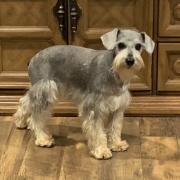 Josie - Miniature Schnauzer