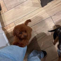 Poodle Puppies from Avcpoodles
