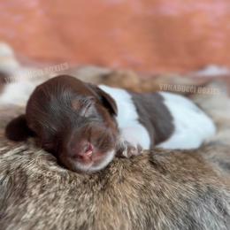 Rose - Piebald female Dachshund puppy in Chandler, Arizona from Vonaducci Doxies, LLC.