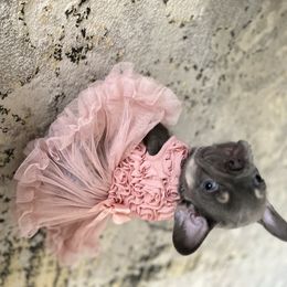 French Bulldog Puppies from Spoiled Frenchies