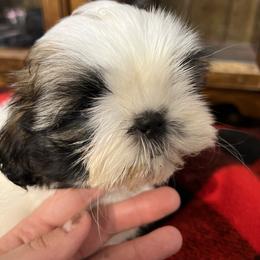 Shih Tzu Puppies from Tammy’s Shih-Tzu Love Jones