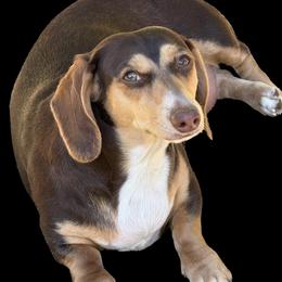 Carrington - Dachshund