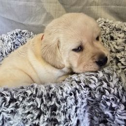 Male 2 - Yellow male Labrador Retriever puppy in Conway, Missouri from Patton's Triple Pine Farm