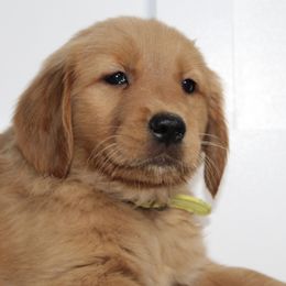 Australian Shepherd and Golden Retriever Puppies from Sterling Valleys Goldens and Aussies