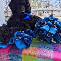 Poodle Puppies from Alue Standard Poodles