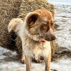 Cara Dune - Karakachan