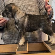 Standard Schnauzer Puppies from Uhlan Standard Schnauzers