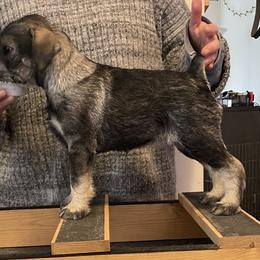 Standard Schnauzer Puppies from Uhlan Standard Schnauzers