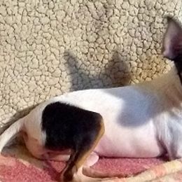 Teddy Roosevelt Terriers and Toy Fox Terriers from LoupGarou Terriers