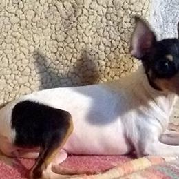 Teddy Roosevelt Terriers and Toy Fox Terriers from LoupGarou Terriers
