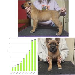 Alibi (fawn) - Fawn female Cane Corso puppy in Manitowoc, Wisconsin from Sinner & Saint Cane Corso