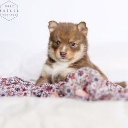 Pomsky Puppies from Kaelel Kennels