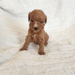 Red - Red  female Goldendoodle puppy in Cumming, Georgia from Chattahoochee Kennels
