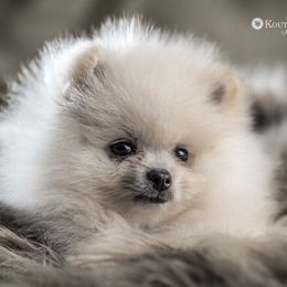 Pomeranian Puppies from Kouture Pomeranians