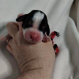 Red collar - Black white and tan male English Springer Spaniel puppy in Redding, California from Springer's Journey Spaniels California