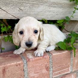 Princess - Cream female Dachshund puppy in Deming, New Mexico from FoxieDoxies of New Mexico