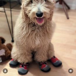 Goldendoodle Puppies from Lundee Doodles